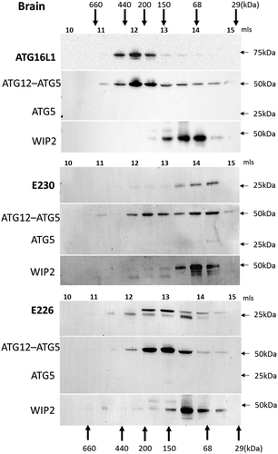 Figure 10. Analysis of ATG16L1 complexes in brain by gel filtration. The cytosolic fraction of brain homogenates was separated by size-exclusion chromatography on an ENrichTMSEC 650 column. Fraction (0.5 ml) were analyzed by immunoblot for ATG16L1, ATG5 and WIPI2 as indicated. Void volume 10 ml. Migration and elution of molecular mass standards are shown (kDa).