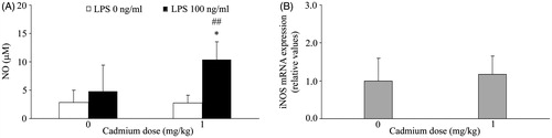 Figure 3. Effect of Cd on PBMC NO production and iNOS mRNA levels. (A) Spontaneous and LPS stimulated NO production. NO production was analyzed using conditioned medium of mononuclear cells isolated from peripheral blood of control rats (not administered Cd) and rats that received 1 mg Cd/kg. (B) Inducible nitric oxide synthase (iNOS) mRNA expression. Data presented as mean (±SD) from at least two independent experiments (n = 4–6 rats/group in each experiment). mRNA data are expressed as mRNA in PBMC from Cd-treated rats relative to that in cells of control rats. *Value significantly differs from control (p < 0.05). ##Value significantly differs from spontaneous NO production by PBMC from Cd-treated rats (p < 0.01).