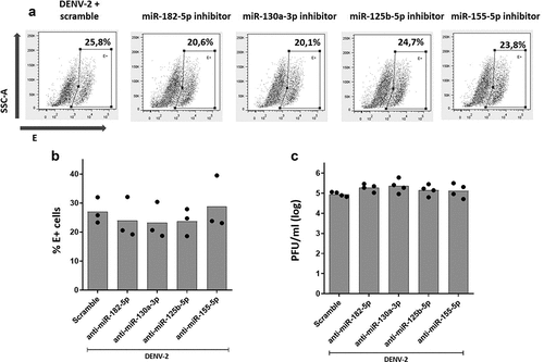 Figure 5. Inhibition of the expression of miR-182-5p, miR-130a-3p, miR-125b-5p and miR-155-5p did not affect DENV-2 replication in MDMs. MDMs were transfected either with a miRNA scrambled negative control or with an anti-sense specific miRNA. 24 hours later, cells were infected with DENV-2 at an MOI of 5 and, at 24 hpi, the percentage of DENV-2 infected cells was evaluated by the staining of viral envelope (E) protein and detected by flow cytometry (a, b). The infectious viral particles production was quantified at 24 hpi using plaque assay (c). Figures represent four individual experiments. Differences were identified using a Kruskal-Wallis test with a 95% confidence interval was used (***p < 0.001, **p < 0.01, *p < 0.05).