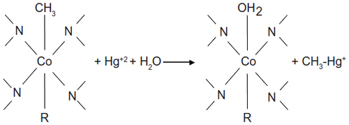 Figure 4 Methylation of mercury by methylcobalamine, a form of vitamin B12, to form the methylmercuric cation.