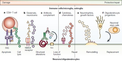 Figure 1 Molecular and cellular changes in multiple sclerosis. The mechanisms of direct neuronal and oligodendrocyte damage and repair are shown. They include: (A) direct antigen-specific attack of CD8+ T cells, with the discharge of cytotoxic granules and the ligation of the fatty acid synthase molecule; (B) release by glial cells of excitatory amino acids and neurotoxins, which bind to glutamate receptors or directly target the cells; (C) binding of a specific antibody, leading to complement activation and formation of the membrane-attacking terminal complement complex and also, possibly, promoting remyelination; (D) release of cytokines, matrix metalloproteinases, and metabolites from macrophages, microglia, T cells, and astroglia that are involved in inflammation, neurodegeneration, and neuroprotection; (E) release by glial cells and CD4+ T cells of neurotrophins, which are involved in neuroprotection and regeneration; and (F) migration of oligodendrocyte progenitor cells and neuronal stem cells to the lesion, which replace damaged oligodendrocytes and neurons.