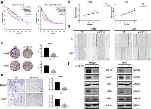 Figure 6. KIF15 promotes the progression of liver cancer cells by the MEK-ERK pathway. (a) Kaplan–Meier analysis of overall survival and disease-free survival of liver cancer patients with high or low KIF15 expression in TCGA database. (b) Cell Counting Kit-8 (CCK-8) and (c) colony-forming assays were conducted to assess the viability of HepG2 and Huh7 cells cotransfected with KIF15 siRNA. (d) Scratch wound healing and (e) Transwell assays were performed to assess the motility of HepG2 and Huh7 cells cotransfected with KIF15 siRNA (magnification 200x). (f) Levels of p-MEK, MEK, p-ERK, and ERK proteins in KIF15-downregulated cells.