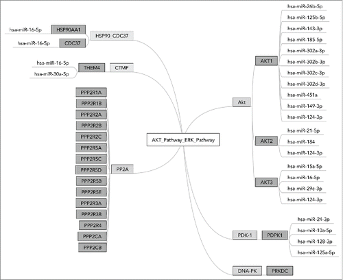 Figure 1. MiR interactions in OncoFinder pathway ”AKT_Pathway_ERK_Pathway.“ AKT_Pathway_ERK_Pathway is a terminal branch of AKT pathway responsible for the interaction with ERK signaling. It consists of 6 functional nodes including 24 individual gene products. Diagram shows 25 effector microRNAs targeting them, basing on the information from the database miRTarBase