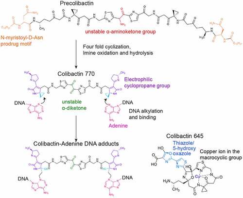 Figure 6. Colibactin biogenesis. The N-myristoyl-D-Asn prodrug side chains in the Precolibactin are indicated in orange, which is later removed by ClbP in the periplasm. Once the N-myristoyl-D-Asn prodrug side chain is removed, precolibactin is four-fold cyclized to form the colibactin structure. The unstable α-aminoketone group in precolibactin is indicated in red, which is oxidated and hydrolysed. The oxidated and hydrolysed form in the colibactin structure is indicated in green. The α-diketone group found in colibactin is also unstable and easily cleaved under a mildly nucleophilic condition. The electrophilic cyclopropane groups and the DNA alkylation reaction groups are labelled in dark blue and light blue, respectively. The macrocyclic and 5-hydroxy-oxazole groups are shown in the structure of colibactin 645.