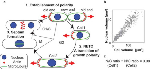 Figure 1. Cell polarity of fission yeast is coordinated with the cell cycle (a) and its nuclear size is proportional to cell size (b), resulting in constant ratio between nuclear and cellular volume (N/C ratio) (c).