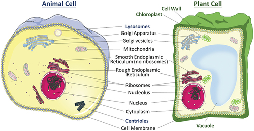 Figure 2. Components in a general animal cell and plant cell.