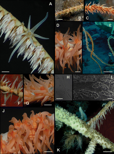 Figure 4 Underwater photographs of Pseudocirrhipathes mapia. A, macro‐photograph of P. mapia showing an expanded polyp surrounded by resting zooids that do not completely contract their tentacles; B, abpolypar side of a P. mapia colony showing the polyp‐free side of the axis; C, polypar side of a P. mapia colony; D, macro‐photograph of P. mapia showing expanded polyps. Sagittal tentacles are inserted at a lower level; E, two colonies of P. mapia; F, expanded polyp of P. mapia showing the double margin mouth; G, open mouth of an egesting polyp; H, a large discharged basitrich isorhiza, showing the spiny stylet and the incompletely extruded filament; I, patch distribution of nematocysts on the ectodermal surface of the tentacle; J, colony of P. mapia hiding a mimicking Pontonides unciger; K, extremely long sweeper tentacles of a white P. mapia, touching a dead Acropora. Images A, D, F, G, J are courtesy of Massimo Boyer. Scale bars: H, 25 µm. G, I, 1 mm. A, D, F, J, 2 mm. B, C, 5 mm. K, 20 mm. E, 20 cm.