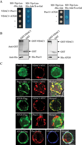 Figure 3. VDAC1 interacts with Pns11 and ATG8 in vitro. (A) Y2H assays that show the interaction of VDAC1 with Pns11 and ATG8. Transformants on SD/-Trp-Leu-Ade-His plates were labeled as follows: +, positive control (pGBKT7-53/pGADT7-T); –, negative control (pGBKT7-Lam/pGADT7-T). VDAC1+ Pns11, pGBKT7-VDAC1/pGADT7-Pns11; VDAC1+ ATG8, pGBKT7-VDAC1/pGADT7-ATG8; Pns11+ ATG8, pGBKT7-Pns11/pGADT7-ATG8. The yeast colonies were blue as shown in the β-galactosidase assay. (B) GST affinity-isolation assay showing VDAC1-Pns11 or VDAC-ATG8 interactions. VDAC1 fused with GST represents the bait; GST represents the control, and Pns11, ATG8 or PRKN fused with His represent the prey. The baits or GST control were incubated with cell lysate that expressed His-fused protein. Input and affinity-isolation samples were detected using antibodies against GST or His on western blot assays. (C) Immunofluorescence assay that shows the colocalization of Pns11-VDAC1, ATG8-VDAC1, or ATG8-Pns11-VDAC1 in Sf9 cells. The Sf9 cells were fixed at 48 hpi and immunolabeled with His-Alexa Fluor 488 (green), MYC-Alexa Fluor 555 (red), Flag-DyLight 488 (green) or MYC-Alexa Fluor 647 (blue). Bars: 10 μm.