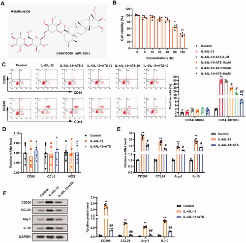 Figure 1. Inhibition of asiaticoside on the M2 phenotype macrophage polarization induced by IL-4/IL-13. (A) The molecular structure of asiaticoside (ATS). (B) THP-1 cells were treated with 0, 5, 10, 20, 40, 80, and 160 μM ATS for 24 h. The viability of THP-1 cells was determined using Cell Counting Kit-8 (CCK-8) analysis. (C) After the THP-1 monocytes were induced into M0 phenotype macrophages by incubation with 100 nM phorbol myristate acetate (PMA) for 24 h, the cells were induced to polarize to M2 phenotype macrophages with IL-4/IL-13, and the cells were treated with 5, 10, 20, and 40 μM doses of ATS for 24 h. The positive rates of CD14 + CD86+ cells (M1 phenotype) and CD14 + CD206+ cells (M2 phenotype) were assessed by flow cytometry. (D) After the THP-1 monocytes were induced into M0 phenotype macrophages by incubation with 100 nM PMA for 24 h, the cells were induced to polarize to M2 phenotype macrophages with IL-4/IL-13, and the cells were treated with 40 μM ATS for 24 h. The mRNA levels of M1 phenotype macrophages markers CD86, iNOS, and CCL5 were measured using quantitative real-time PCR (qRT-PCR). (E) Analysis of the M2 phenotype macrophages markers CD206, CCL24, Arg-1, and IL-10 expression by qRT-PCR. (F) The protein levels of CD206, CCL24, Arg-1, and IL-10 were quantified using Western blot. *p < 0.05, **p < 0.01 vs. control. #p < 0.05, ##p < 0.01 vs. IL-4/IL-13. Each assay was conducted in triplicate.