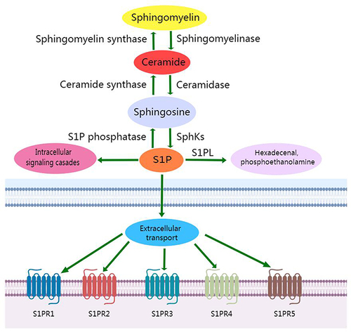 Figure 1 S1P metabolic pathway.