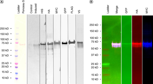Figure 2. Purification, expression, and detection of Joseph2 in Escherichia coli. (A) Joseph2 protein purified from E. coli transformed with the pEXP1/Joseph2 plasmid was run on an SDS-PAGE gel, transferred to a nitrocellulose membrane, and stained with Ponceau S alongside MW markers (lanes 1 and 2). Lanes 3 and 4: Joseph2 protein in uninduced (control) and induced E. coli lysates, detected with anti-His antibody. Lanes 5–10: duplicate nitrocellulose membrane strips were then reacted with antibodies recognizing the indicated epitopes. In all cases, a band of approximate apparent MW of ∼65 kD was specifically recognized. (B) A similar nitrocellulose membrane strip was reacted with the indicated primary and fluorescently labeled secondary antibodies, and localized antibodies were detected alongside the endogenous green fluorescence of Joseph2.
