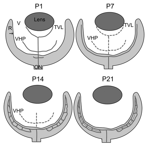 Figure 2. A schematic of retinal vascular development in the normal mouse. Depicted are the key stages in normal vascular development in the mouse. Solid lines indicate blood vessels while broken lines indicate vessels that are regressing. At P1, the hyaloid vasculature in the vitreous (V; white area) consists of the vasa hyloidea proprea (VHP) and the tunica vasculosa lentis (TVL) and the retinal vessels have begun forming. By P7, the superficial vascular plexus in the retina (R) is complete and the TVL and VHP have begun to regress. At P14, the deep retinal plexus is formed and the TVL has regressed. The intermediate plexus forms and the hyaloid vessels completely regressed by P21. The arrow indicates the ILM.