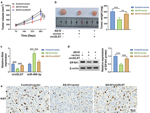 Figure 7. AS-IV inhibited tumor growth by regulating circDLST/miR-489-3p/EIF4A1. (a). Tumor growth was detected. (b) Tumor weight was measured. (c and d) The circDLST, miR-489-3p, and EIF4A1 contents were revealed by qRT-PCR and western blot. (e) IHC was enforced to scrutinize the Ki-67 abundance. **P < 0.01, ***P < 0.001.