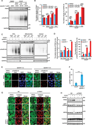 Figure 4. Spautin-1 stabilizes and activates PINK1. (A) YPH cells were pretreated with 20 μM or 40 μM spautin-1 for 6 h, and then treated with or without 5 μM CCCP for indicated time points. The cells were harvested and subjected to western blotting analysis. The relative density of PINK1 and p-Ser65-Ub were presented. The relative density of PINK1 and p-Ser65-Ub in (A) were analyzed using ImageJ software, and the data were presented as mean ± S.D. in three independent experiments (**, P < 0.01; ***, P < 0.001; ****, P < 0.0001; N.S., no significance, One-way ANVOA) in (B). (C) Cell fraction assay was performed to isolate mitochondria from YPH cells treated with 5 μM CCCP and 20 μM spautin-1 for indicated time points. The whole cell lysate (WCL), mitochondrial fraction and cytosol were then subjected to western blotting analysis with indicated antibodies. (D) The relative density of PINK1 and p-Ser65-Ub on the mitochondrial fraction were analyzed using ImageJ software, and the data were presented as mean ± S.D. in three independent experiments (**, P < 0.01; ***, P < 0.001; N.S., no significance, Student’s t test). (E) The cells were pretreated with 20 μM spautin-1 for 6 h, and then treated with or without 5 μM CCCP for 1 h. The cells were then fixed with 4% PFA and subjected to immunofluorescence analysis after staining for p-Ser65-Ub antibody and DAPI (blue). The images were captured using the fluorescence microscope. Scale bar: 10 μm. (F) The relative intensity of p-Ser65-Ub in the samples treated as in (E) was presented as mean ± S.D. from 200 cells in three independent experiments (****, P < 0.0001, Student’s t test). (G) YPH cells were transfected with siNC and siPINK1 for 48 h. The cells were pretreated with 20 μM spautin-1 for 6 h, and then co-treated with or without 5 μM CCCP for 1 h. The cells were then fixed with 4% PFA and subjected to the confocal microscope analysis for TOMM20 and PRKN (green). Scale bar: 10 μm. (H) Cells were treated as in G and then subjected to Western blotting using indicated antibodies.