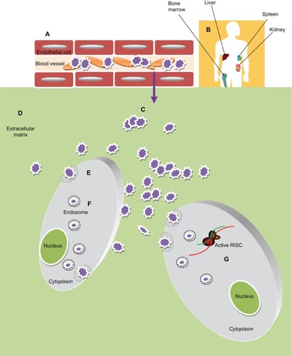 Figure 3 Obstacles of Nanoparticles-based siRNA delivery in vivo. After administration into blood circulation the siRNA-nanoparticles (A) must avoid rapid degradation by plasma components (eg, cellular and humoral arm of the immune system) and sequester by negatively charged serum protein. (B) Then they need to escape renal filtration and/or clearance by the reticuloendothelial system (RES). (C) To reach the target cells they must overcome the capillary endothelium through an extravasation process and (D) overcome the extracellular matrix (ECM): a dense network of polysaccharides and fibrous proteins, rich in macrophages, which can obstacle the transport of nanoparticles. (E) Furthermore these particles must be taken up into the cells, usually bound to cellular receptors and transported into the cytoplasm through a receptor mediated endocytosis process. (F) Inside the cells the particles need to escape the endosome; (G) thus unpackage and release the siRNA to the RNA interference (RNAi) machinery.