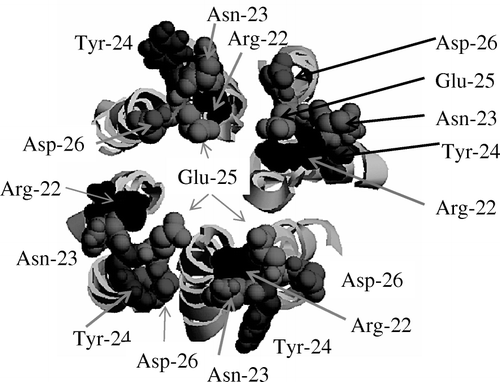 Figure 7.  Tip view of the loop region with Arg-22, Asn-23, Tyr-24, Glu-25 and Asp-26 shown in vdW representation and indicated by arrows. A grey scale colour code is used (RASMOL). This figure is reproduced in colour in the online version.