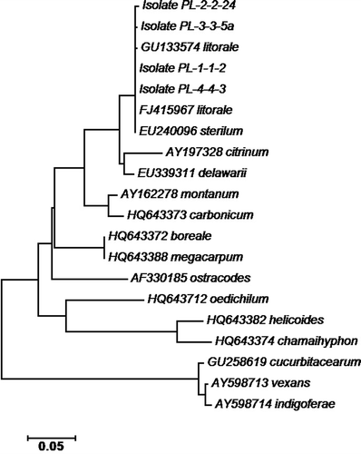 Fig. 5. Neighbour-Joining method from the CLUSTAL-W multiple sequence alignment inferred from 1000 replicates to represent the distance among species in Pythium clade K as compared to four representative isolates of Pythium litorale (PL-1-1-2, PL-2-2-24, PL-3-3-5a, and PL-4-4-3) based on the rDNA ITS regions using the software MEGA5. GenBank accession numbers are followed by names of Pythium species. The optimal tree with the sum of branch length = 0.899 is shown. The tree is drawn to scale, with branch lengths in the same units as those of the evolutionary distances used to infer the phylogenetic tree.