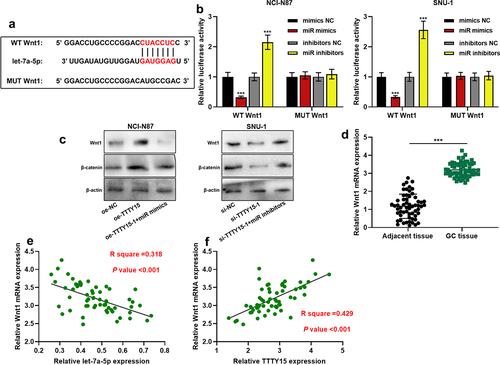 Figure 5. TTTY15 regulates the Wnt/β-catenin signaling pathway by adsorbing let-7a-5p (a) The online database TargetScan was used to predict the binding site between let-7a-5p and Wnt1 mRNA 3'UTR. (b) WT Wnt1 and MUT Wnt1 luciferase reporters were co-transfected with let-7a-5p mimics (miR mimics) or let-7a-5p inhibitors (miR inhibitors) into NCI-N87 and SUN-1 cells, respectively, and dual-luciferase reporter gene assay was used to detect the luciferase activity. (c) Western blot was used to detect the regulatory effects of TTTY15 and let-7a-5p on the protein expression of Wnt1 and β-catenin in NCI-N87 and SUN-1 cells. (d) qRT-PCR was used to detect Wnt1 expression in 59 pairs of GC tissues and adjacent tissues. (e and f) Pearson correlation analysis of the correlation between the expressions of Wnt1 and let-7a-5p, and the expressions of Wnt1 and TTTY15 in GC tissues. All of the experiments were performed in triplicate. *** P < 0.001.