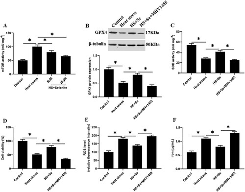 Figure 7. The activation of mTOR inhibits the expression of GPX4 and the activity of SOD. Adding 10 μM selenite or mTOR activator MHY1485 to heat-stressed GMECs. After 24 h of culture, the cells and supernatant were separated for functional determination: (A) mTOR determination kit was used to determine the activity of mTOR. (B) Western blotting was used to measure the expression of GPX4 protein. (C) SOD determination kit was used to determine the activity of SOD. (D) MTT assay was used to detect the cell viability. (E) Determination of ROS content. (F) A spectrophotometer was used to determine the concentration of iron ions. *P < 0.05 versus control, **P < 0.01 versus control, n=6.