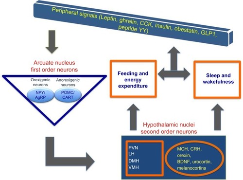 Figure 3 The interaction between peripheral and central signals regulating circadian, sleep, and feeding centers within hypothalamus.