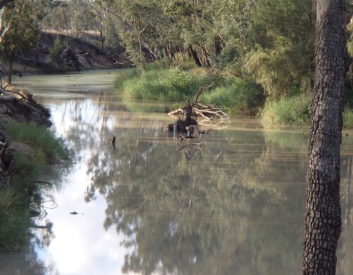Figure 1. Reilly’s Weir study site showing dense vegetation surrounding the waterhole in the Murray-Darling Basin, Australia (photo credit: James Fawcett, Queensland Government, Department of Regional Development, Manufacturing and Water).