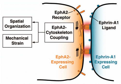 Figure 1 Scheme depicting the mechanical coupling of ligand bound EphA2 clusters and the actin cytoskeleton. This physical coupling may alter the EphA2 pathway by: (i) changing the size and distribution of clusters, and (ii) imposing mechanical tension on the EphA2-ephrin-A1 complex. See text for details.