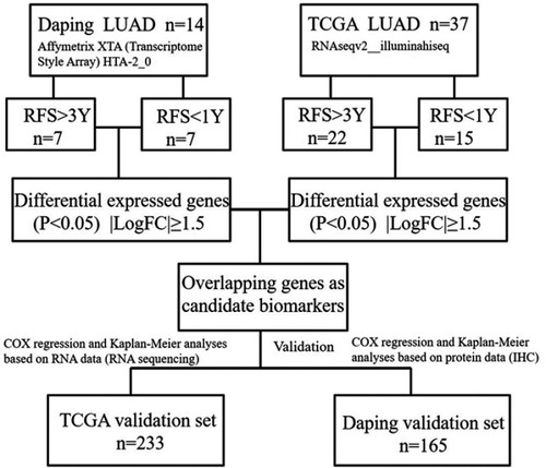 Figure 1 Workflow of the screening and validation procedures used in this study. Abbreviations: LUAD, lung adenocarcinoma; RFS, recurrence-free survival.