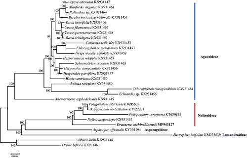 Figure 1. Phylogenetic tree reconstruction of 29 samples using maximum-likelihood based on 81 protein-coding genes. Bootstrap support values >50% are given at the nodes.