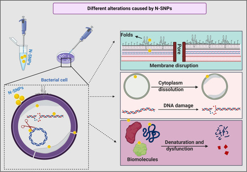 Figure 12 Schematic diagram showing different structural and biomolecule alterations in bacterial cells caused by N-SNPs. Created using Biorender.