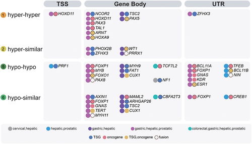 Figure 6. Distribution ofsHyperMethyl or sHypomethyl loci in gene models of TSGs and oncogenes.The three regions of TSS, Gene Body, and UTR were analysed.