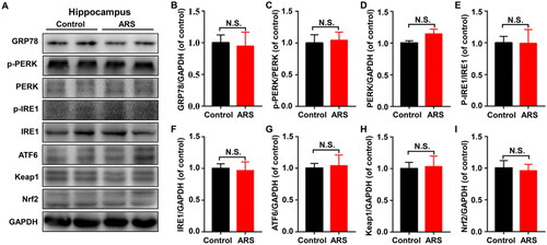 Figure 3. Levels of UPR and Keap1/Nrf2 pathway in hippocampus between control and ARS mice. (A) Representative immunoblot bands of GRP78, p-PERK, PERK, p-IRE1, IRE1, ATF6, Keap1 and Nrf2 expression in the hippocampus in control and ARS groups. (B-I) Western blot analysis of GRP78 (t = 0.2041, P = 0.8424), p-PERK/PERK ratio (t = 0.2476, P = 0.8095), PERK (t = 1.752, P = 0.1103), p-IRE1/IRE1 ratio (t = 0.03252, P = 0.9747), IRE1 (t = 0.2047, P = 0.8419), ATF6 (t = 0.2144, P = 0.8345), Keap1 (t = 0.1692, P = 0.8690), Nrf2 (t = 0.2491, P = 0.8083). Data are shown as mean ± SEM (n = 6).