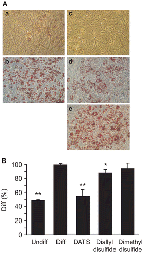 Figure 6.  Effect of 100 μM sulfide treatment during differentiation on morphology of 3T3-L1 cells. (A) Photos were taken after oil red O (ORO) staining and the original magnification was ×100. (a) Undifferentiated control cells. (b) Differentiated control cells. (c) DATS-treated. (d) Diallyl disulfide-treated. (e) Dimethyl disulfide-treated. (B) Stained oil droplets in the cells were dissolved in isopropanol and spectrophotometrically measured at 520 nm. Undiff, undifferentiated cells; Diff, differentiated cells. Data are represented as mean ± SD (n = 3), p values obtained using a two-tailed t-test. **p < 0.001 and *p < 0.05 compared to Diff.