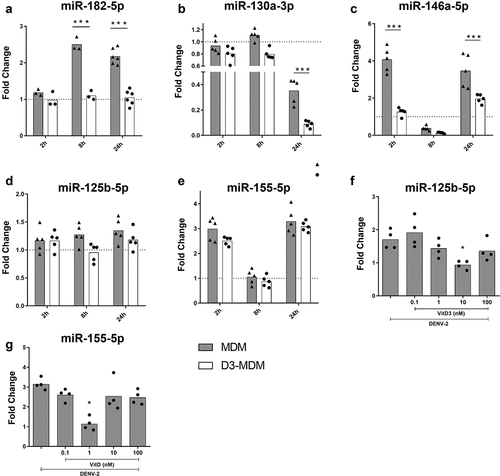 Figure 1. Differentiation of MDMs in the presence of VitD3 decreases the expression of miR-182-5p, miR-130a-3p, miR-146a-5p, miR-125b-5p and miR-155-5p during DENV-2 infection. The MDMs were differentiated in the presence of VitD3 (0.1 nM) for 6 days (D3-MDMs) and then infected with DENV-2 with an MOI of 5 for 2, 8, or 24 h. Expression of miR-182-5p (a), miR-130a-3p (b), miR-146a-5p (c), miR-125b-5p (d) and miR-155-5p (e) was measured by qPCR in MDMs and D3-MDMs using RNU48 as a housekeeper gene. Data are expressed as fold change relative to mock-treated MDMs and D3-MDMs from each time point. The MDMs were also differentiated with increasing concentrations of VitD3 from 0.1 to 100 nM and then infected with DENV-2 for 24 h. Expression of miR-125b-5p (f) and miR-155-5p (g) was measured by qPCR in D3-MDMs using RNU48 as a housekeeper gene. Figures represent five individual experiments. Differences were identified using a two-way ANOVA with a Bonferroni test for A-E and using a Kruskal–Wallis test for F and G. In both cases a 95% confidence interval was used (***p < 0.001, **p < 0.01, *p < 0.05).