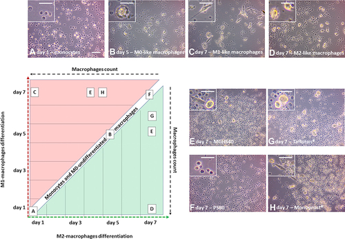 Figure 4 The polarization of monocytes toward an M1 or M2 morphology, depending on the applied derivatives. The exclusive presence of M0 macrophages and monocytes was observed until Day 5 in all groups (A and B), and the presence of monocytes was observed only throughout the entire experiment in the group treated with PS80 (F). M1 differentiation was pronounced on Day 7 in an increasing manner in the pf-latanoprost (H), MGHS40 (E) and M1-positive control group (C), while M2 differentiation was pronounced in the pf-tafluprost (G), MGHS40 (E) and M2-positive control group (D). Scale bar = 50 µm.