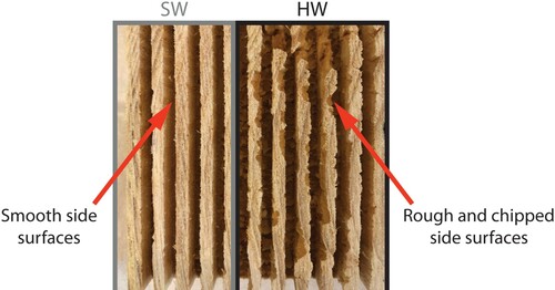 Figure 8. Surface quality difference of frozen sapwood (SW) kerfs (left half) and frozen heartwood (HW) kerfs (right half).