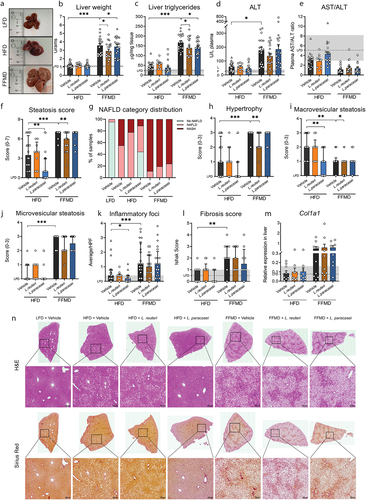 Figure 2. Nonalcoholic fatty liver disease (NAFLD) mitigation by probiotic strains depends on diet. a) Images of total livers from necropsy from representative mice in vehicle-gavaged dietary groups of Study 1 weighting respectively 1.01 g (LFD), 1.58 g (HFD) and 3.37 g (FFMD). b) Liver weight in grams at the end of the study. c) Liver triacylglyceride concentration as µg/mg tissue. d) Alanine transaminase (ALT) levels in plasma at the end of the study. e) Aspartate transaminase (AST) to ALT ratio in plasma. f) Histological steatosis score from 0–7 blindly assessed in H&E stained liver slides. g) Histopathological NAFLD categories as relative distribution per group of: No NAFLD, NAFLD, and NASH based on steatosis and inflammation scores of H&E stained liver slides. h) Hepatocellular hypertrophy score from 0–3 blindly assessed in H&E-stained liver slides. i) Macrovesicular steatosis score from 0–3 blindly assessed in H&E-stained liver slides. j) Microvesicular steatosis score from 0–3 blindly assessed in H&E-stained liver slides. k) Average number of inflammatory foci in 5 high power fields (HPF). l) Histological fibrosis assessed by Ishak scoring of Sirius Red-stained liver slides from Study 1. m) Relative gene expression of collagen type I alpha I chain (Col1a1) in liver tissue by qPCR. n) H&E and Sirius Red stained liver slides from Study 1 selected as representative by having the median value of the group in the histological steatosis score. b-f, h-k) Point shape represent individual mice in three individual studies where circles indicate Study 1, triangles Study 2, squares Study 3. b-f, k-m) Dashed line indicates mean of LFD group with interquartile range shown in gray. b-e, m) Bars indicate group mean ± SEM. Asterisks indicate fdr-corrected q-values <0.05 using linear mixed effects models comparing indicated groups. f, h-l) Bars indicate group median with interquartile range. Asterisks indicate p-values <0.05 by Kruskal–Wallis test with multiple comparisons between vehicle-treated groups or LAB group to vehicle-treated group fed the same diet with Dunn’s post-hoc test. b-e) LFD+Vehicle n = 21, HFD+Vehicle n = 20, HFD+L.Reuteri n = 9, HFD+L.Paracasei n = 20, FFMD+Vehicle n = 18, FFMD+L.Reuteri n = 21, FFMD+L. paracasei n = 20. f-k) LFD+Vehicle n = 21, HFD+Vehicle n = 20, HFD+L.Reuteri n = 9, HFD+L.Paracasei n = 20, FFMD+Vehicle n = 20, FFMD+L.Reuteri n = 21, FFMD+L. paracasei n = 20. l-m) LFD+Vehicle n = 8, HFD+Vehicle n = 9, HFD+L.Reuteri n = 9, HFD+L.Paracasei n = 9, FFMD+Vehicle n = 9, FFMD+L.Reuteri n = 9, FFMD+L. paracasei n = 8.