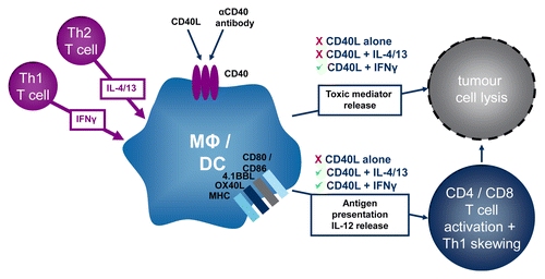 Figure 1. Antitumor functions of macrophages activated by CD40 signaling in the presence of either TH1 or TH2 cytokines. CD40 ligand (CD40L) requires the presence of TH1 (i.e., interferon γ, IFNγ) or TH2 (i.e., interleukin(IL)-4, and IL-13) cytokines to elicit macrophage responses in vitro. In the presence of IFNγ, the ligation of CD40 stimulates macrophages to release IL-12p70, to express increased levels of HLA-DR and CD86 on the cell surface, to promote the secretion of TH1 cytokines by allogeneic CD4+ T cells and to direct kill malignant cells. In the presence of IL-4 and IL-13, the ligation of CD40 causes macrophages to release IL-12p70, to express increased levels of CD86 but not HLA-DR on the cell surface, and to promote the secretion of TH1 cytokines by allogeneic CD4+ T cells, but not to exert direct tumoricidal functions. Thus in vitro, CD40L licenses the antitumor functions of primary human monocyte-derived macrophages more efficiently in the presence of IFNγ than in the presence of IL-4 and IL-13.