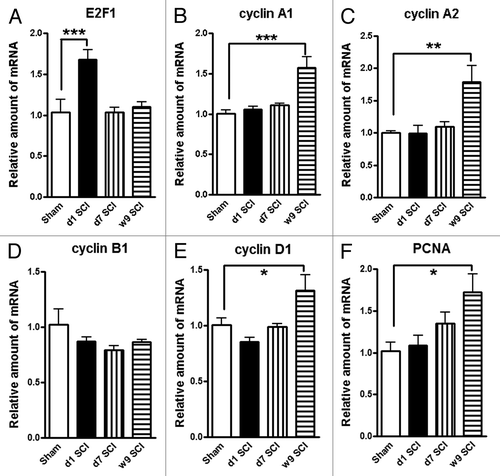 Figure 7. Impact SCI causes upregulation on the expression of a cluster of cell cycle genes in the hippocampus. Quantitative real-time PCR analysis was used to quantify mRNA levels in the hippocampal tissues from sham or SCI mice at 1 d, 7 d or 9 wk post-injury. The E2F1 transcription factor (A) showed a rapid, transient elevation at 24 h after injury. The expression of cyclin A1, A2, D1, and PCNA genes (B and C, E and F) were significantly increased in the SCI rats at 9 wk post-injury, whereas cyclin B1 remained unchanged at all time-points (D). *P < 0.05, **P < 0.01, ***P < 0.001 vs. Sham group. n = 4 (Sham), 6 (d1 SCI), 6 (d7 SCI), 5 (9 wk SCI).