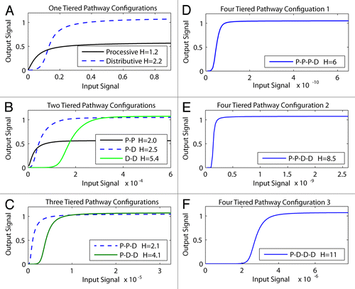 Figure 2. How increasing the number of kinases within the module and processive vs. distributive activating phosphorylation mechanisms change signal output. Different modules that contained increasing number of kinases (1T = one-tiered kinase module, 2T = 2-tiered kinase module etc), with each kinase activated through either processive [P], or distributive [D] phosphorylation, were constructed and their signal outputs tested in silico. The Hill co-efficient [H] for each system was calculated and is displayed in the box within each panel. (A) One-tiered processive (solid black lines) and one-tiered distributive (blue dashed line). (B) Tow tiered processive-procecessive (P-P solid black line), processive-distributive (P-D dashed blue line) and 2 tiered distributive-distributive (DD solid green line). (C) Three tiered processive-processive-distributive (P-P-D solid black line) and processive-distributive-distributive (P-D-D solid green line). (D) Four tiered processive-processive-processive-distributive. (E) Four tiered processive-processive-distributive-distributive. (F) Four tiered processive-distributive-distributive-distributive.