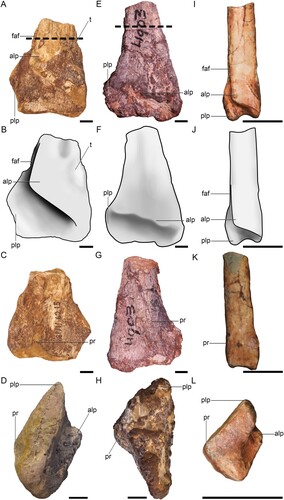 FIGURE 1. Three distal theropod tibiae. BP/1/6215 in A, anterior view, B, interpretive drawing of anterior view, C, posterior view, and D, distal view. BP/1/4903 in E, anterior view, F, interpretive drawing of anterior view, G, posterior view and H, distal view. Megapnosaurus rhodesiensis juvenile distal tibia BP/1/4944 in I, anterior view J, interpretive drawing of anterior view, K, posterior view, and L, distal view. Dashed lines show positions of thin sections. Abbreviations: alp, anterolateral process; faf, fibula articular facet; plp, posterior lateral process; pr, posterior ridge; t, tuberosity. All scale bars equal 10 mm.