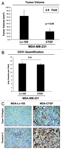 Figure 10. CTGF overexpression in breast cancer cells inhibits tumor growth. (A) Lv-105- and CTGF-MDA-MB-231 cells were injected subcutaneously in nude mice. Tumors were then harvested after 3 weeks. Surprisingly, CTGF overexpression in MDA-MB-231 cells induces a nearly 3-fold reduction in tumor growth, as compared with empty vector controls. n = 10, p values are as indicated. (B) CD31 staining and quantification on tumor xenografts shows no differences in tumor neo-vascularization. (C) Tumor xenografts were immunostained with antibodies against Type I Collagen and Tenascin C. Interestingly, the expression of Type I Collagen and Tenascin C are greatly increased in MDA-MB-231 tumors with CTGF overexpression, although tumor size is decreased.