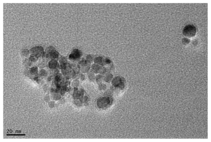 Figure 1 Oleic acid–pluronic-stabilized iron oxide nanoparticles under transmission electronic microscopy.