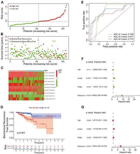 Figure 4 Evaluation of a risk model for prostate cancer in the testing set. (A) The risk curve of each sample reordered by risk score. (B) The scatter plot of the samples of BCR. (C) Heatmap showed the expression profiles of the signature in the low-risk group and high-risk group. (D) Biochemical recurrence analysis for the signature. (E) Time-dependent ROC analysis curve for the signature. (F) Forest plot for univariate Cox regression analysis. (G) Forest plot for multivariate Cox regression analysis.