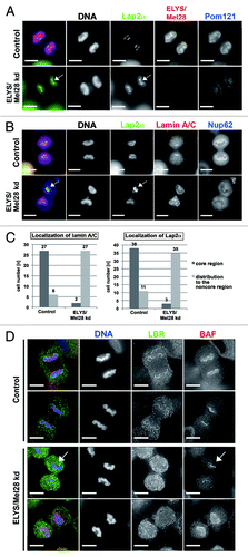Figure 4. ELYS/Mel28 is involved in proper localization of BAF, Lap2α, and lamin A/C to the chromosomal core region. (A and B) Endogenous Lap2α, Pom121, Lamin A/C, Nup62, or ELYS/Mel28 was examined in HeLa cells (Control) or HeLa cells depleted of ELYS/Mel28 for 60 h (ELYS kd) by IF staining. Pictures are projections of image stacks (distance = 0.2 µm; three images). Scale bars = 10 µm. (C) Quantification results of (A and B) are shown. Localization at the core region of lamin A/C (n = 33 for the control, n = 29 for the ELYS/Mel28 kd) and Lap2α (n = 49 for the control, n = 38 for the ELYS/Mel28 kd). (D) Endogenous LBR and BAF were examined in HeLa cells (control) or HeLa cells depleted of ELYS/Mel28 for 50 h (ELYS kd) by IF staining. The pictures were deconvoluted using Softworx. Scale bars = 10 µm. White arrows in (A, B and D) indicate the localization of the A-type lamin-binding proteins to the chromosomal region adjacent to the spindle pole area.