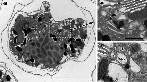 Figs 45–47. Fig. 45. Cell showing a probable pusule system; Fig. 46. putative pusule (pu); Fig. 47. putative common pusule canals (cpc). Scale bar = 5 µm (Fig. 45), 1 µm (Figs 46, 47).