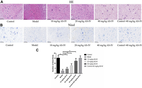 Figure 5 Effects of AS-IV administration on histological changes of oxaliplatin-induced rats. (A) HE staining was used to observe the histological changes of spinal cord tissues in different groups of rats. (B and C) Nissl staining was applied to detect the number of Nissl bodies of spinal cord tissues from different groups of rats. Data are the means ± SEM of three experiments. (n=10, **P<0.01, compared with model group).