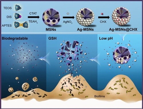 Figure 1 Schematic representation of synthetic diagram for fabrication of Ag-MSNs@CHX and their redox/pH-responsive release properties of CHX and silver ions against oral biofilms.Abbreviations: Ag-MSNs, silver-decorated mesoporous silica nanoparticles; Ag-MSNs@CHX, chlorhexidine-loaded, silver-decorated mesoporous silica nanoparticles; APTES, 3-aminopropyltriethoxysilane; CHX, chlorhexidine; CTAT, cetyltrimethylammonium tosylate; DIS, bis(3-triethoxysilyl propyl)disulfide; GSH, glutathione; MSNs, mesoporous silica nanoparticles; TEAH3, triethanolamine; TEOS, tetraethyl orthosilicate.