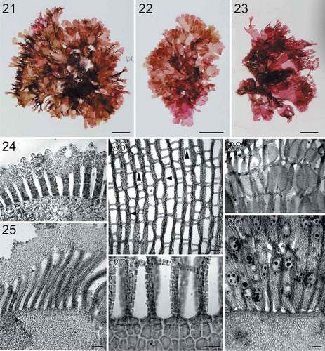 Figs 21–29. Habit and morphology of Martensia tsudae sp. nov. Fig. 21. Holotype specimen BISH 776264 (from collection ARS 05641), a female gametophyte. Fig. 22. Isotype specimen BISH 775970 (from collection ARS 05641), a tetrasporic plant. Fig. 23. Voucher specimen BISH 776266 (ARS 05657), a tetrasporic plant. Fig. 24. Part of a young network showing blade margin with connected dentations or lobes (BISH 776265; ARS 05646). Fig. 25. Part of a developing network showing broadened membranous margin and elongated longitudinal lamellae (BISH 776262; ARS 04010). Fig. 26. A younger network showing primary longitudinal lamellae (arrows) and cross-connecting strands (arrowheads) (BISH 776267; ARS 09454). Fig. 27. Basal part of a young network (BISH 776267; ARS 09454). Fig. 28. Close up view of spermatangial sori embedded in thickened longitudinal lamellae (BISH 776265; ARS 05646). Fig. 29. Close up view of tetrasporangial sori embedded in thickened longitudinal lamellae (BISH 776265; ARS 05646). Scale bars = 1 cm (Figs 21–23), 100 µm (Figs 25–26, 28–29), 50 µm (Figs 24, 27).