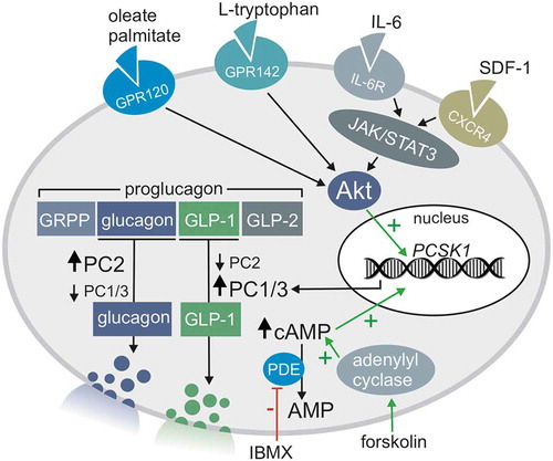 Figure 1. Alpha cell differential proglucagon processing to glucagon or GLP-1 and the signaling pathways that may regulate this process via PC2 and PC1/3 expression