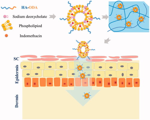 Figure 1. Schematic illustration of preparation of IND-HTs/Gel for improving transdermal delivery.